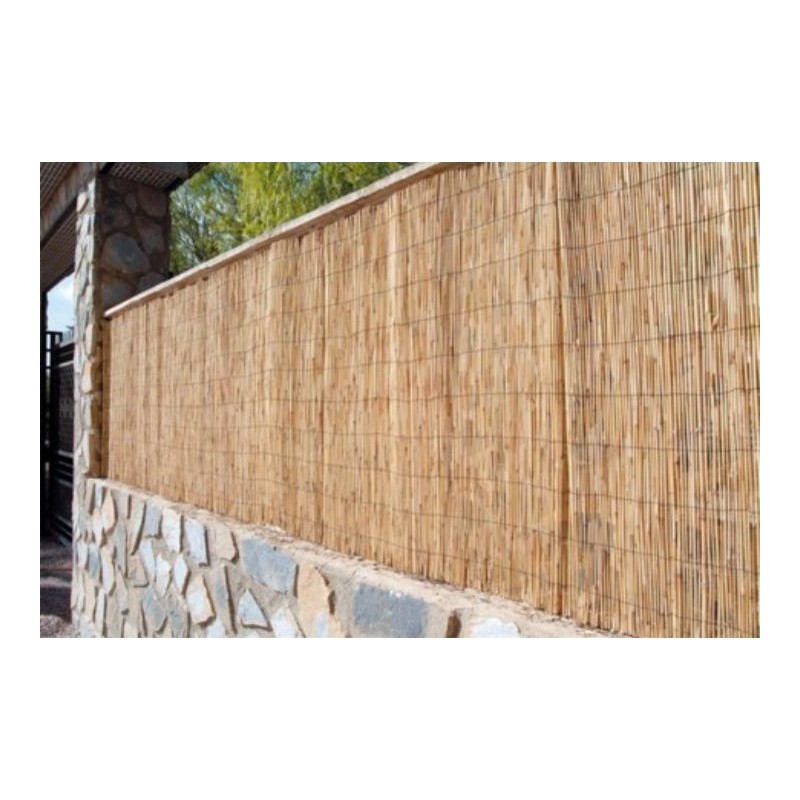 CAÑIZO PELADO CHINO