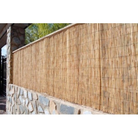 CAÑIZO PELADO CHINO